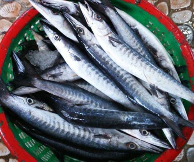 Cá nhồng là loài cá thân thon dài, hình trụ tròn, đầu và đuôi thuôn gọn, vảy nhỏ mịn tạo bề mặt sáng bóng khi bắt lên khỏi nước
