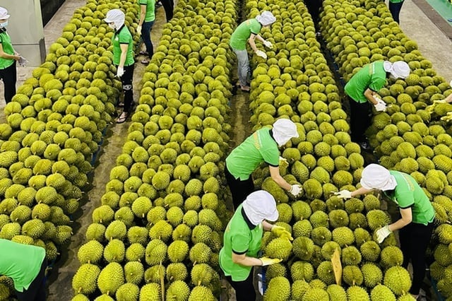 Mỗi lĩnh vực sẽ chọn từ một đến ba sản phẩm trọng điểm để xây dựng mô hình thí điểm, tận dụng doanh nghiệp và hạ tầng hiện có. Ảnh: Minh Hoàng.