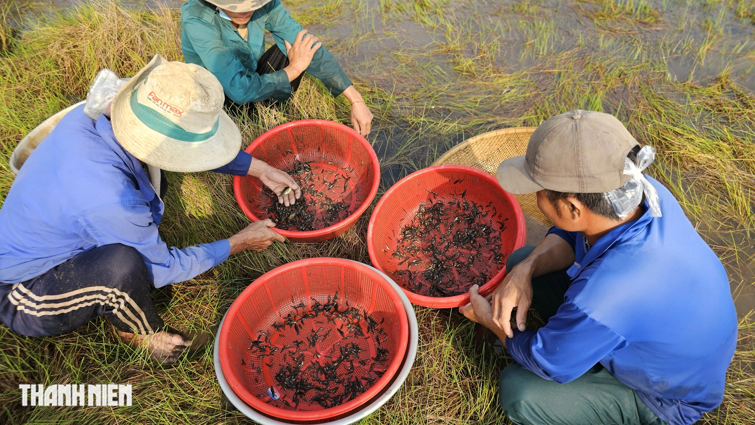 Lận đận nghề bắt cá lia thia: Gom nhặt lộc trời, đong đầy nghĩa xóm - Ảnh 8.