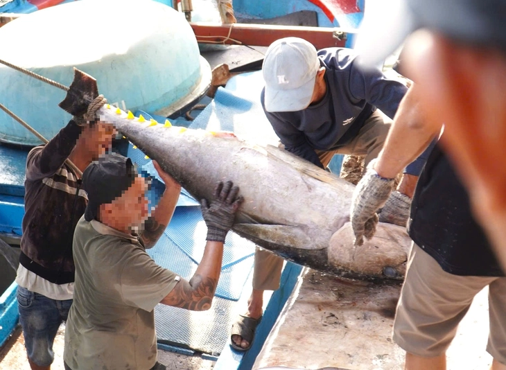 Tàu cá ra khơi nhưng không đánh bắt, đợi đủ ngày về nhận tiền dầu: Cục Thủy sản và Kiểm ngư vào cuộc - Ảnh 1. Tàu cá ra khơi nhưng không đánh bắt, đợi đủ ngày về nhận tiền dầu: Cục Thủy sản và Kiểm ngư vào cuộc - Ảnh 1.