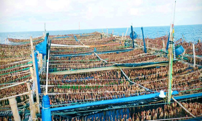 Mực sau khi câu được, ngư dân phơi khô ngay ngoài biển