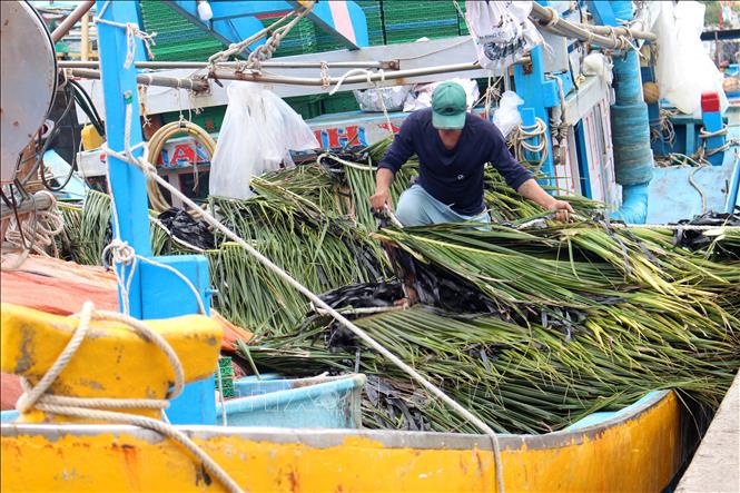 Độc đáo nghề dựng "nhà" dưới biển đón mùa cá Nam Chú thích ảnh