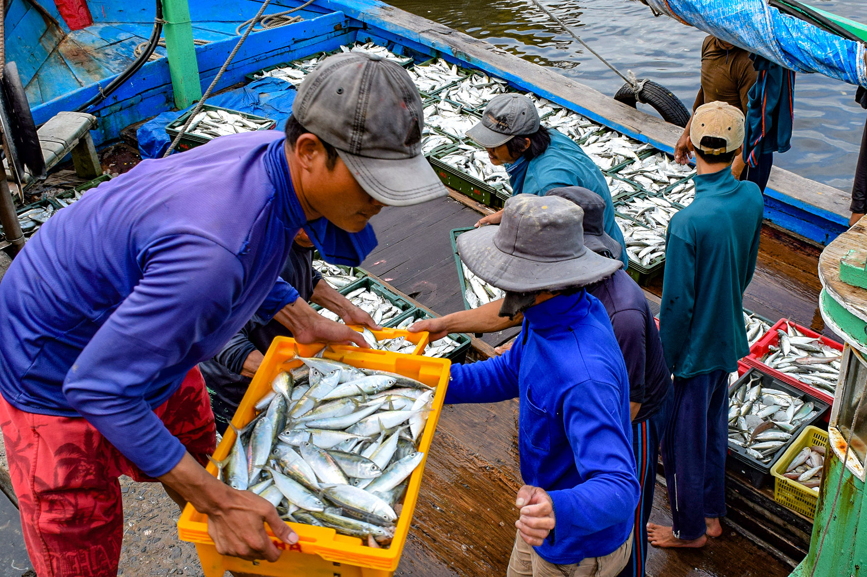 Cá về cảng Phan Thiết (ảnh N. Lân) (23)