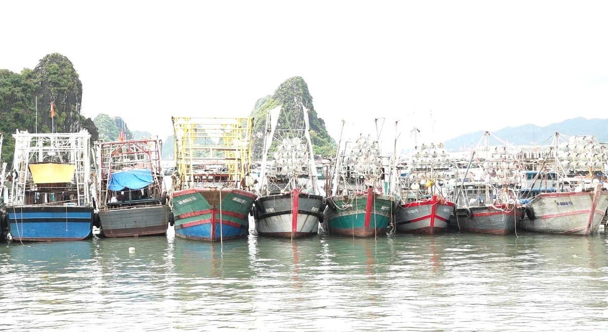 Cảng cá Cái Rồng (đặc khu Vân Đồn) chính thức công bố mở cảng vào đầu tháng 5/2026. Ảnh: Nguyễn Thành. Cảng cá Cái Rồng (đặc khu Vân Đồn) chính thức công bố mở cảng vào đầu tháng 5/2026. Ảnh: Nguyễn Thành.