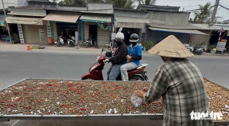 Hến phơi nắng từ món ăn dân dã đến đặc sản miền Tây được săn đón - Ảnh 1.