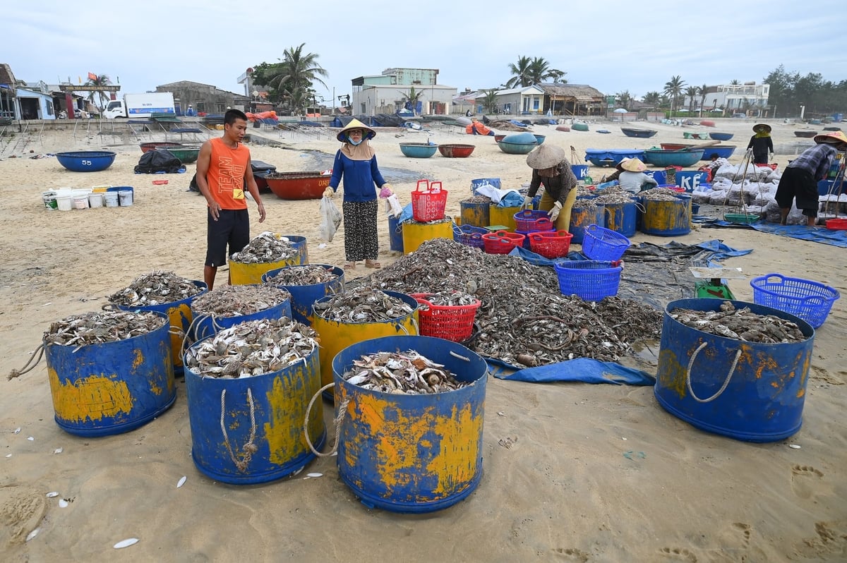 Việc khai thác tận diệt những loài thủy sản còn nhỏ đe dọa tới nguồn lợi thủy sản trong tương lai. Đây là một trong những hành vi Tổ cộng đồng tuyên truyền, nhắc nhở ngư dân không sử dụng lưới cào, lưới quét để đánh bắt thủy sản. Ảnh: Tùng Đinh.