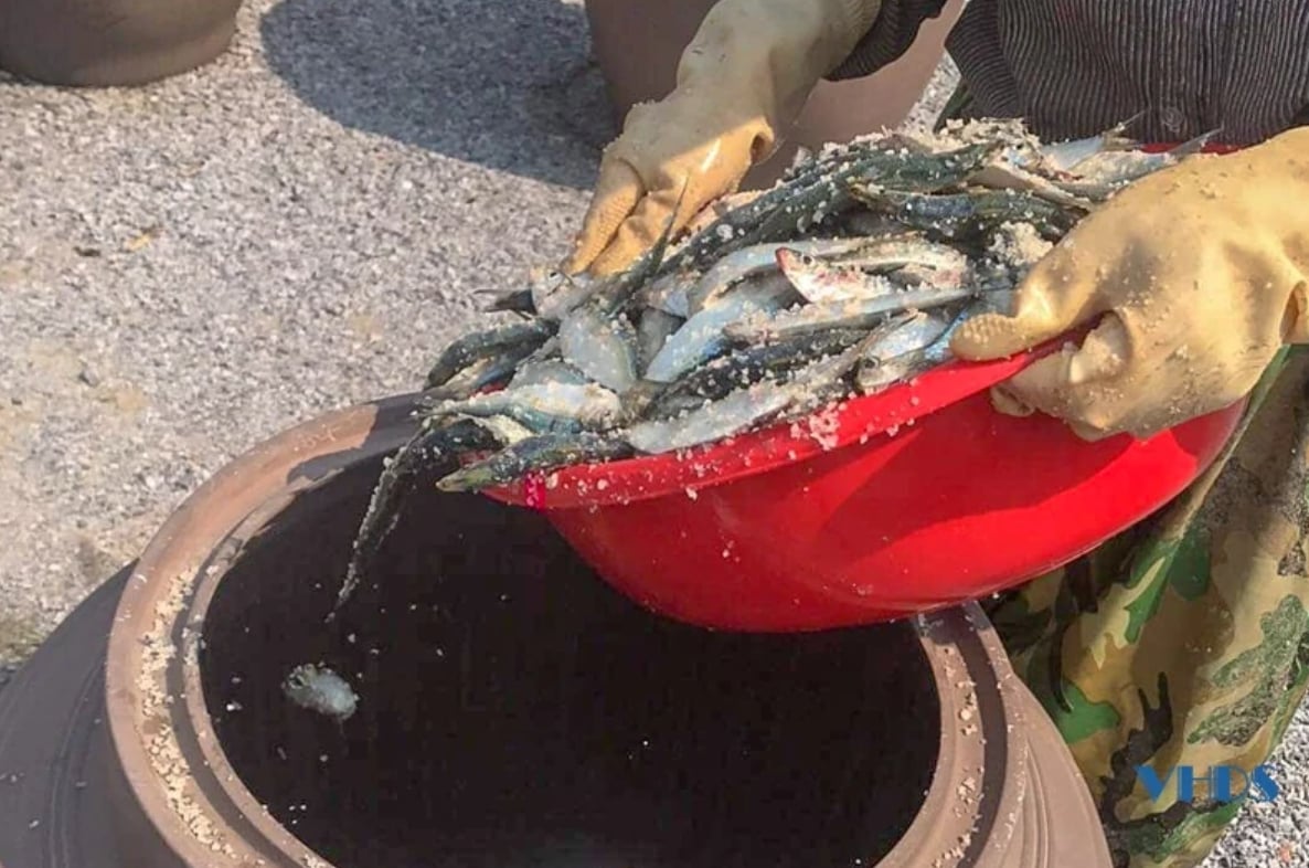 Cá và muối sau khi trộn đều được cho vào chum sành. Ảnh: Báo Thanh Hóa.
