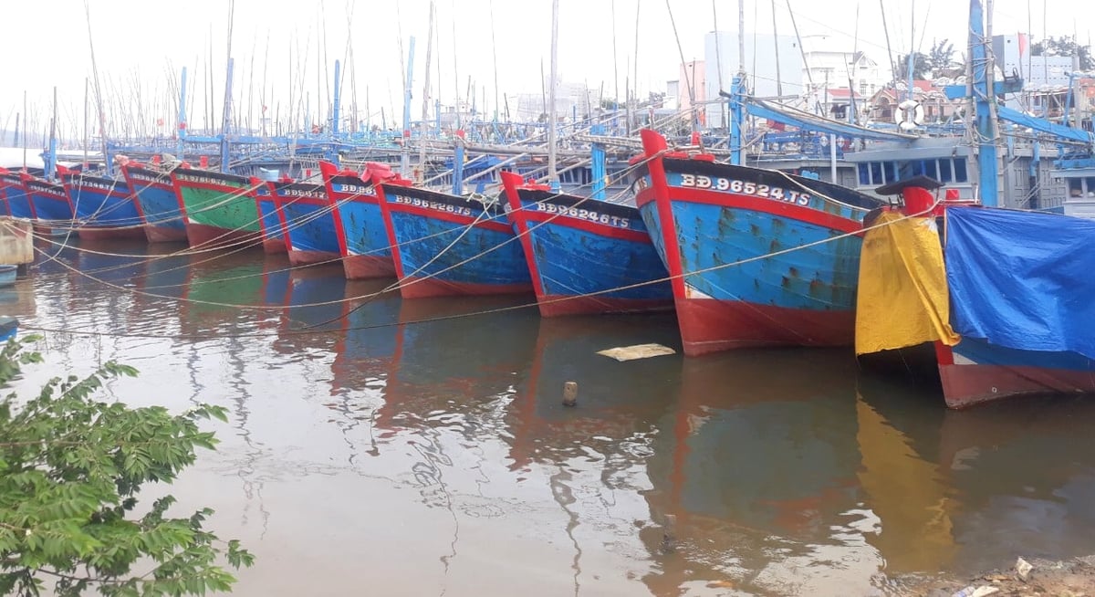Cảng cá Tam Quan (phường Hoài Nhơn Bắc, Gia Lai) hiện đã quá tải. Ảnh: V.Đ.T. Cảng cá Tam Quan (phường Hoài Nhơn Bắc, Gia Lai) hiện đã quá tải. Ảnh: V.Đ.T.