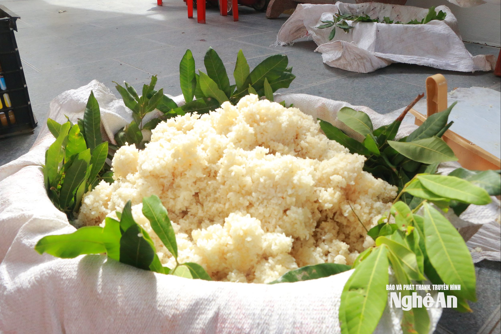 Những mẻ nếp sau khi được hông thành xôi và để nguội được rưới nước chè xanh và ủ bằng lá nhãn. Ảnh KL