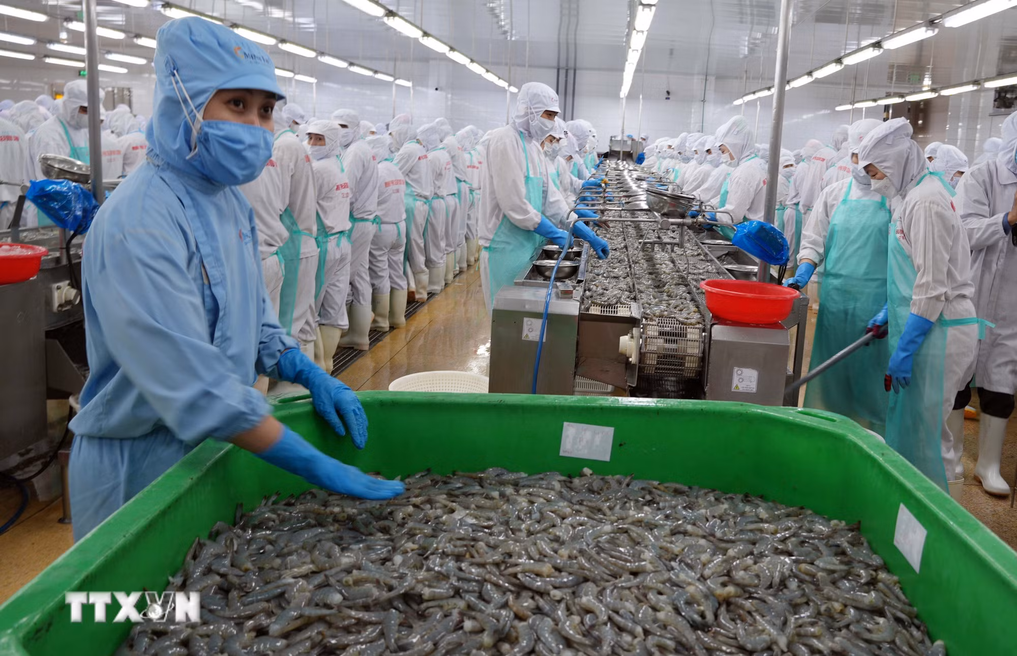 Chế biến tôm xuất khẩu đem lại nguồn thu lớn cho tỉnh Cà Mau. (Ảnh: Trung Hiếu/TTXVN) ttxvn-potal-ca-mau-phat-trien-nghe-nuoi-thuy-san-de-tang-manh-kim-ngach-xuat-khau-8858857.jpg