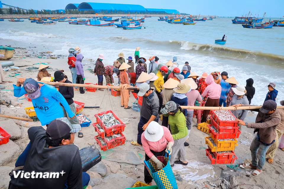 Làng cá truyền thống Vĩnh Tân: "Mặn mòi vị biển" giữa dòng chảy hiện đại Mặc cho nhịp sống công nghiệp hiện đại đang hiện hữu ngày một rõ nét, những người con của biển nơi đây vẫn miệt mài bám biển, giữ gìn hồn cốt của một làng chài lâu đời. (Ảnh: Hoài Nam/Vietnam+)