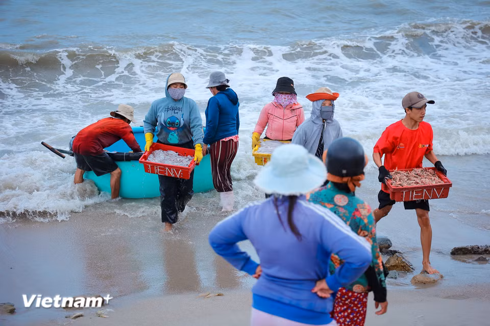 Làng cá truyền thống Vĩnh Tân: "Mặn mòi vị biển" giữa dòng chảy hiện đại Cư dân địa phương từ lâu đời sống nhờ nghề đi biển, đánh bắt hải sản ven bờ cũng như xa bờ. (Ảnh: Hoài Nam/Vietnam+)