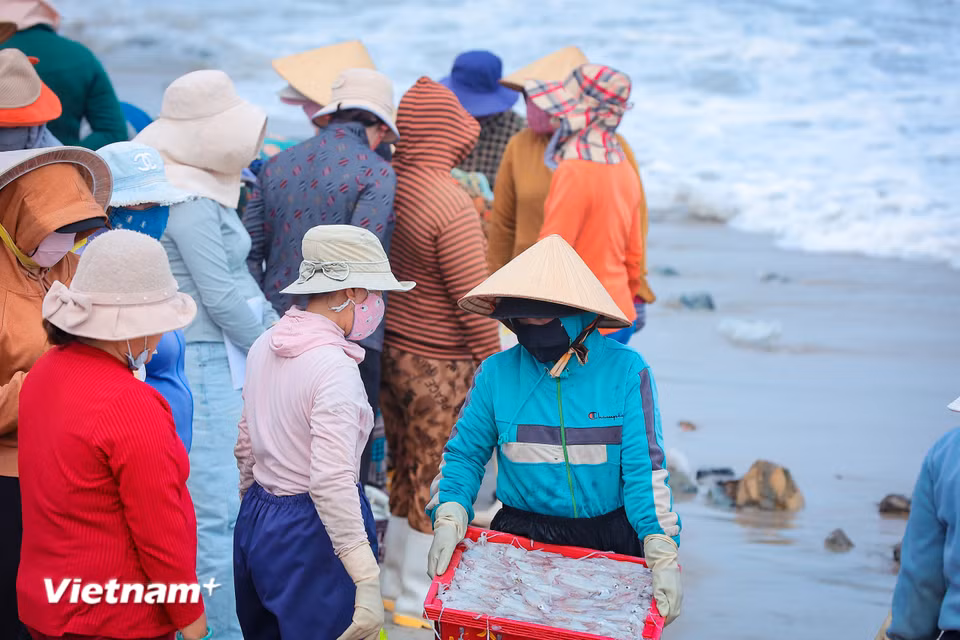 Làng cá truyền thống Vĩnh Tân: "Mặn mòi vị biển" giữa dòng chảy hiện đại Khi bình minh còn chưa kịp nhuộm hồng chân sóng, bãi cá Vĩnh Tân đã nhộn nhịp người mua bán. (Ảnh: Hoài Nam/Vietnam+)