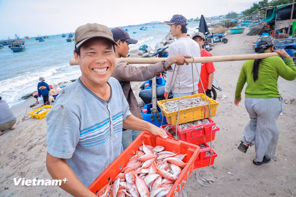 Làng cá truyền thống Vĩnh Tân: "Mặn mòi vị biển" giữa dòng chảy hiện đại Thương lái và ngư dân trao đổi với nhau bằng những lời xởi lởi, nụ cười hiền hậu. Đứng trước bãi cá Vĩnh Tân, người ta dễ dàng cảm nhận được sự gắn kết bền chặt giữa con người và đại dương. (Ảnh: Hoài Nam/Vietnam+)