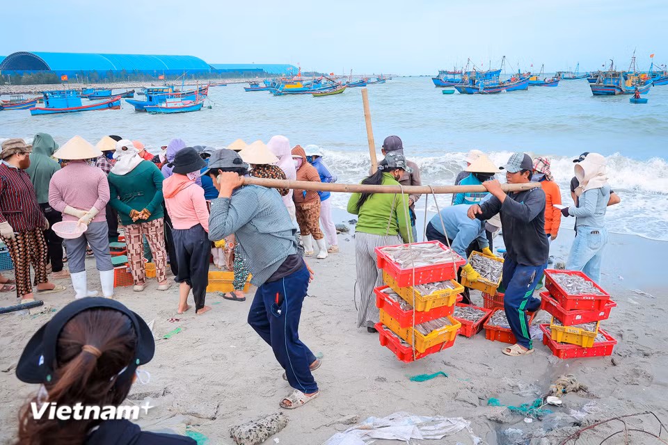 Làng cá truyền thống Vĩnh Tân: "Mặn mòi vị biển" giữa dòng chảy hiện đại Những khoang thuyền đầy ắp lộc biển được trút ra các thúng tròn, khay nhựa để phân loại và phân phối ngay tại bãi biển. (Ảnh: Hoài Nam/Vietnam+)