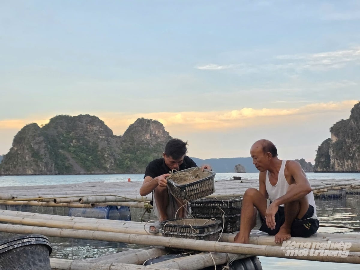 Theo quy định mới, nhật ký khai thác thủy sản điện tử, nhật ký thu mua, chuyển tải thủy sản điện tử được áp dụng kể từ ngày 1/6/2027. Ảnh: Tú Thành. Theo quy định mới, nhật ký khai thác thủy sản điện tử, nhật ký thu mua, chuyển tải thủy sản điện tử được áp dụng kể từ ngày 1/6/2027. Ảnh: Tú Thành.