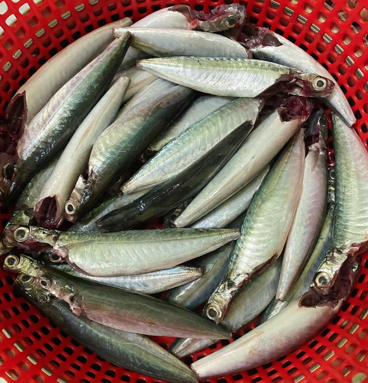 cá nục 1