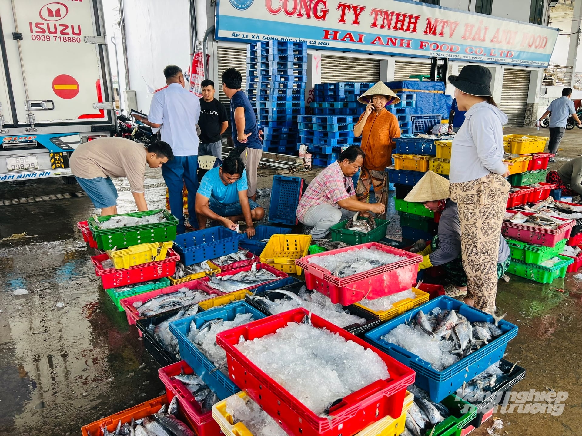 Khu nhà lồng Cảng cá Sông Đốc với cảnh phân loại, cân hàng sau mỗi chuyến biển kéo dài nhiều tháng. Ảnh: Trọng Linh.